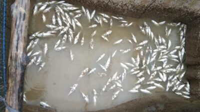 Ikan bermatian di laut